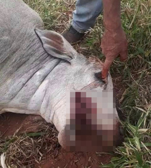 Popular / Fin del misterio: Experta aclara misterio de vacas muertas sin lengua ni ojos
