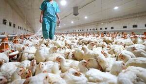 SENACSA prohíbe la importación de pollos y derivados de Argentina