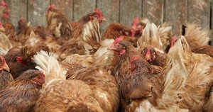 Prohíben temporalmente la importación de productos de origen avícola argentinos