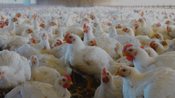 Paraguay prohíbe temporalmente importación de aves de Argentina por brote de gripe aviar