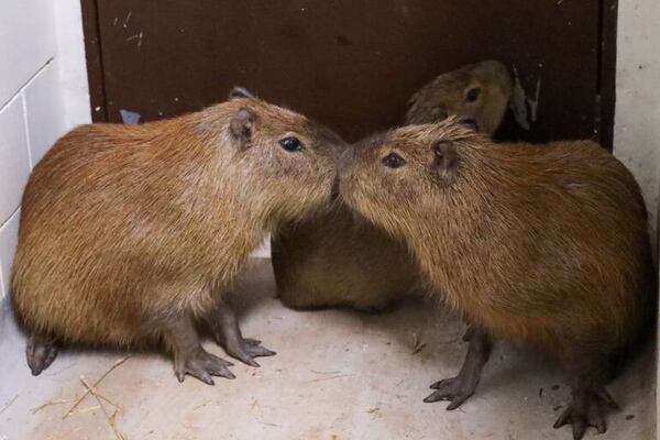 Yacyretá e Itaipú realizan intercambio de animales silvestres para su preservación - Nacionales - ABC Color