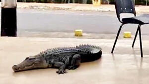 Un yacaré hû sorprende en un local gastronómico del barrio Boquerón