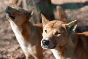 Perro cantor de Nueva Guinea: un can primitivo que redefine la comunicación entre especies - Mascotas - ABC Color