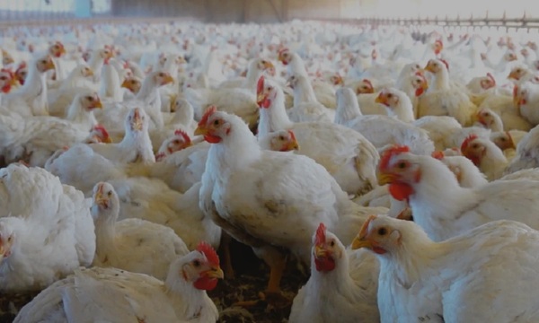 Senacsa activa alerta máxima y cierra ingreso de productos avícolas desde Argentina - OviedoPress
