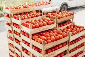 Escazes de tomates: MAG evalúa medida para garantizar abastecimiento y evitar suba de precios