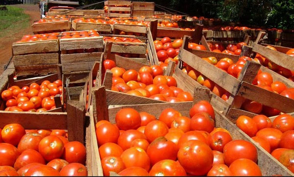 Popular / Ya hay tomate nacional de excelente calidad.