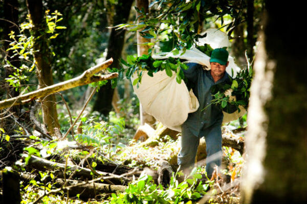 Comunidad indígena de Canindeyú genera millonarias ganancias con la Yerba Mate