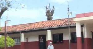 La Nación / Reportan invasión de termitas en la Escuela Pedro Juan Caballero