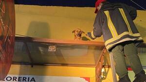 Perrito movilizó a los bomberos tras quedar atrapado en lo alto