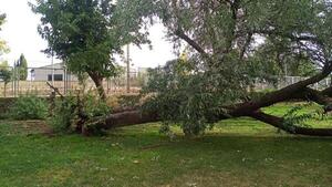 Popular / Un gajo grande de un añoso árbol cayó sobre un escuelerito