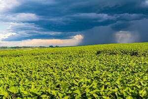 Pronóstico climático apunta a buena zafra de soja - ABC Rural - ABC Color