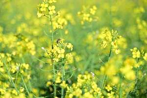 La canola es la segunda oleaginosa más sembrada en el mundo - ABC Rural - ABC Color