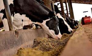 ¿Cómo duplicar la producción lechera? - ABC Rural - ABC Color