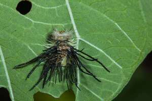 Larva del escarabajo tortuga: morfología, defensas y rol en el ecosistema - Ciencia - ABC Color