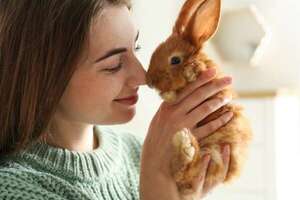 Conejos felices: guía completa para su cuidado y salud en el hogar - Mascotas - ABC Color