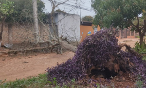 Coronel Oviedo: Vecinos de Conavi reclaman despeje de árbol caído en plena avenida principal - OviedoPress