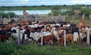 Senacsa abre  diálogo, pero sostiene: “Es momento de avanzar a país libre de aftosa sin vacunación” - ABC Rural - ABC Color