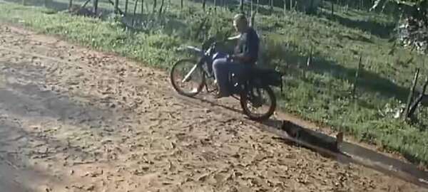 Denuncian a un hombre que arrastró a una perrita atada a su motocicleta en Villarrica - Nacionales - ABC Color