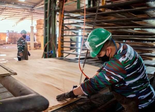 Apuntan a facturar hasta US$ 5.000 millones al año en industria forestal - Económico - ABC Color