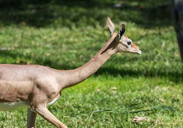 Generuk: el “antílope jirafa” que se adapta al paisaje árido de África con su cuello largo - Ciencia - ABC Color