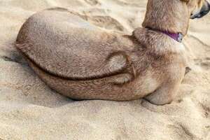Conocé al Phu Quoc Ridgeback: un perro nadador con cresta - Mascotas - ABC Color