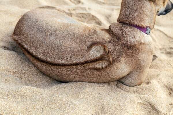 Conocé al Phu Quoc Ridgeback: un perro nadador con cresta - Mascotas - ABC Color