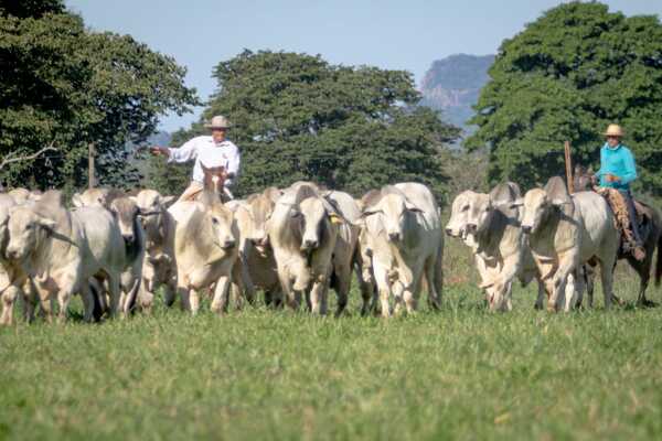 Alianza Nelore vende reproductores “uniformes, de impacto genético y biotipo económico”, este lunes