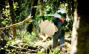 Comunidad indígena de Canindeyú genera millonarias ganancias con la yerba mate