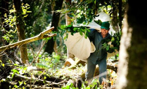 Comunidad indígena de Canindeyú genera millonarias ganancias con la yerba mate