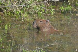 El kapi'yva, hoy conocido como capibara o carpincho