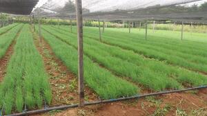 Productores alertan sobre merma de cebolla para el consumo interno