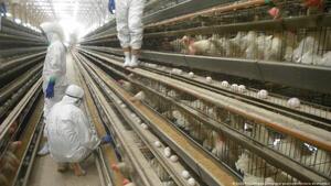 Senacsa prohíbe temporalmente importación por brote de gripe aviar en Argentina