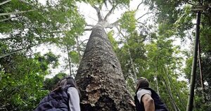 ¡Postulá el árbol de tu escuela en “Colosos de la Tierra”!