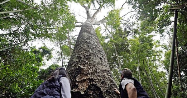 ¡Postulá el árbol de tu escuela en “Colosos de la Tierra”!