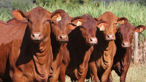 Invernada SA habilitó pre ofertas para 1.700 vacunos de “calidad superior” en feria de Grupo AV