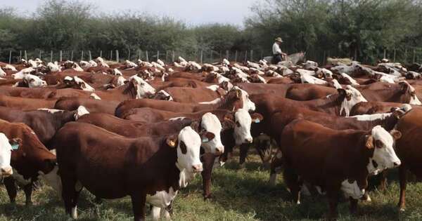 La Nación / “No están dadas las condiciones para dejar de vacunar contra la aftosa”