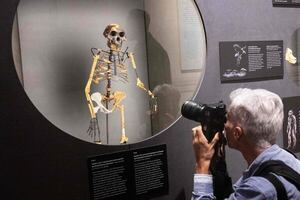 Exposición única en Praga: Lucy, el fósil que revolucionó la antropología - Ciencia - ABC Color