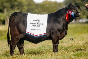 La Kamilia: una vaca, millonaria y con sangre de Campeones del Mundo, que entró en la historia del Paraguay