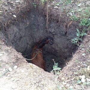Caballo atrapado en un pozo desde hace tres días preocupa a vecinos en Concepción - Concepción al Día