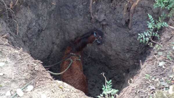 Concepción: Vecinos rescatan a un caballo que llevaba tres días atrapado en un pozo