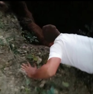Caballo atrapado en un pozo fue rescatado por trabajadores de la zona - Concepción al Día