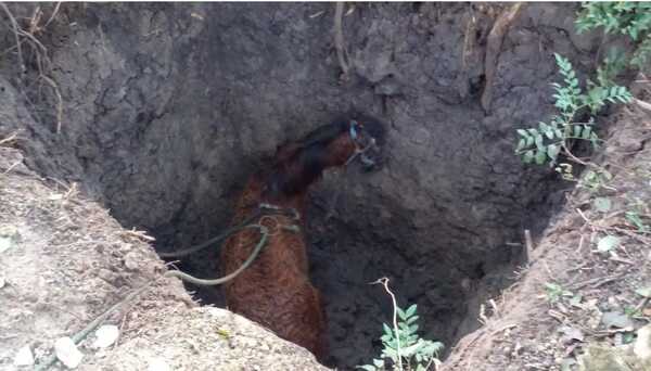 Popular / Vecinos valé rescataron a un kavajumi que cayó a un pozo profundo