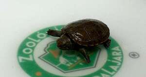 Diario HOY | Nace en México ejemplar de pequeña tortuga en peligro de extinción