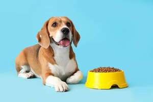 La verdad detrás de lo ‘premium’: guía para seleccionar la mejor dieta para tu mascota - Mascotas - ABC Color
