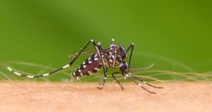 Desarrollan sistema web para el control de enfermedades transmitidas por mosquitos