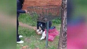 Mataron a un gato con rifle de aire comprimido y hay un detenido en Fernando de la Mora