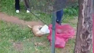 Denuncian a vecino por matar cruelmente a un gato con rifle de aire comprimido