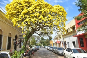 Nueve historias compiten por ser el ganador del "Árbol de mi comunidad" en Colosos de la Tierra