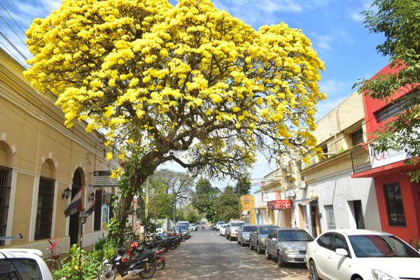 Nueve historias compiten por ser el ganador del "Árbol de mi comunidad" en Colosos de la Tierra
