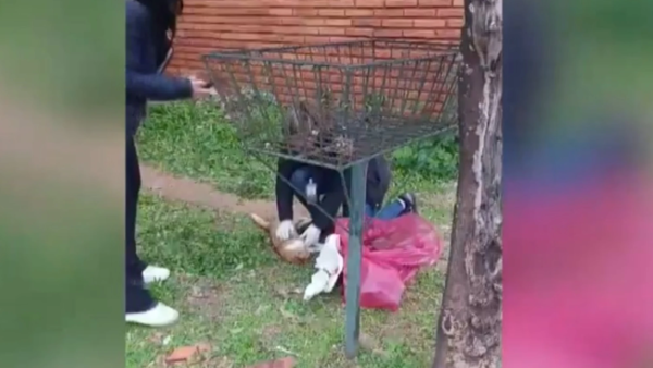Mataron a un gato con rifle de aire comprimido y hay un detenido en Fernando de la Mora
